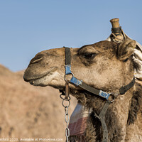 Buy canvas prints of a camel in the desert with mountains as background by Chris Willemsen