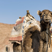 Buy canvas prints of a camel in the desert with mountains as background by Chris Willemsen