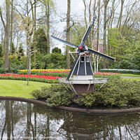 Buy canvas prints of windmill and tulips in dutch Keukenhof by Chris Willemsen