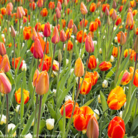 Buy canvas prints of field with orange tulips by Chris Willemsen
