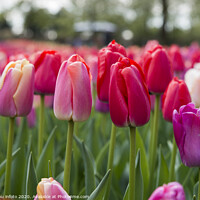 Buy canvas prints of red and pink tulips by Chris Willemsen