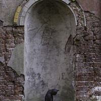 Buy canvas prints of old wall wth cat and bird by Chris Willemsen