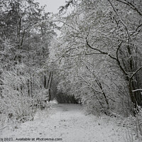 Buy canvas prints of winter in the forest in holland by Chris Willemsen