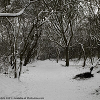 Buy canvas prints of winter in the forest in holland by Chris Willemsen