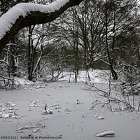 Buy canvas prints of frozen pond in winter in the forest in holland by Chris Willemsen