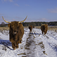 Buy canvas prints of group big mammals galloways walking facing the camera by Chris Willemsen