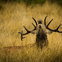 Buy canvas prints of Red Deer Stag by Martin Griffett