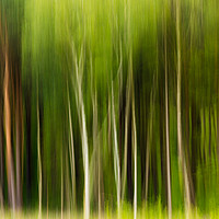 Buy canvas prints of Impression of Trees by Martin Griffett
