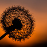 Buy canvas prints of Dandelion Sunset by Martin Griffett