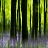 Buy canvas prints of Impressions of a bluebell wood by Martin Griffett