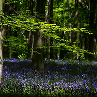 Buy canvas prints of Beech and Bluebells by Martin Griffett