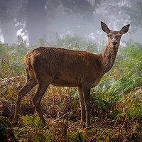 Buy canvas prints of Portrait of a Red Deer Hind by Martin Griffett