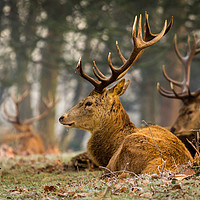 Buy canvas prints of The Stag and the Jackdaw by Martin Griffett