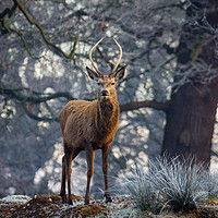 Buy canvas prints of Young stag in winter by Martin Griffett