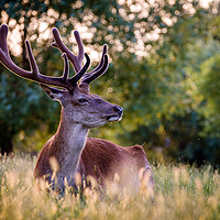 Buy canvas prints of Stag in Evening Light by Martin Griffett
