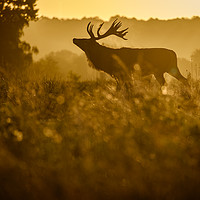 Buy canvas prints of Sunrise Stag Silhouette by Martin Griffett