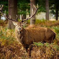 Buy canvas prints of Stag in Autumn Woodland by Martin Griffett
