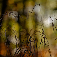 Buy canvas prints of Autumn Grass by Martin Griffett