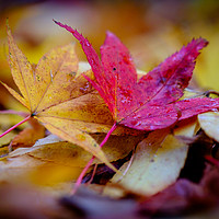 Buy canvas prints of Autumn Colours by Martin Griffett