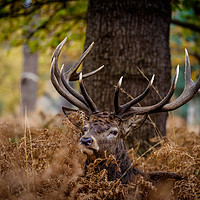 Buy canvas prints of Autumn Stag by Martin Griffett