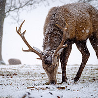 Buy canvas prints of Red Deer Stag in Snow by Martin Griffett