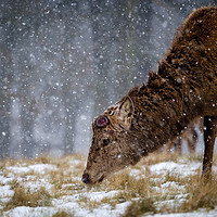 Buy canvas prints of Red Deer Stag in Snow by Martin Griffett