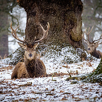 Buy canvas prints of Red Deer Stag in Snow by Martin Griffett