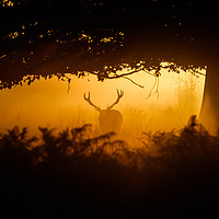 Buy canvas prints of Richmond Park at Sunrise by Martin Griffett
