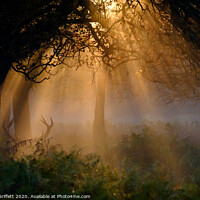 Buy canvas prints of Sunrise in Richmond Park by Martin Griffett