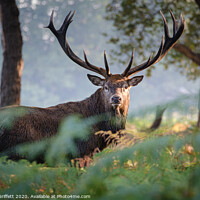 Buy canvas prints of Red Deer Stag in Richmond Park by Martin Griffett