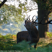 Buy canvas prints of Red Deer Stag in Richmond Park by Martin Griffett