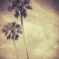 Buy canvas prints of Sepia Toned Retro Palms by Mr Doomits