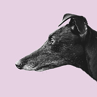 Buy canvas prints of Greyhound Profile by Mr Doomits