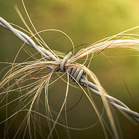 Buy canvas prints of Rural Barbed Wire Animal Hair by Mr Doomits