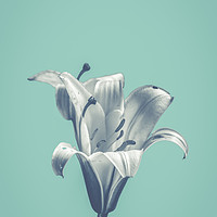 Buy canvas prints of Flower On Blue Design by Mr Doomits