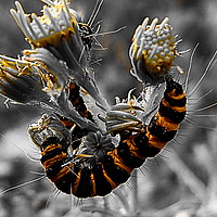 Buy canvas prints of Yellow and black caterpillar by Estefanía Rivas Salvador