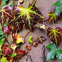 Buy canvas prints of   Autumn ivy                              by Estefanía Rivas Salvador