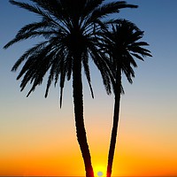 Buy canvas prints of Palm sunrise by Estefanía Rivas Salvador
