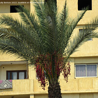 Buy canvas prints of View of the wall of a high-rise building, with balconies and windows on the background of the top of the date palm in Cairo city. Egypt 2021 by Vitaliy Borisov