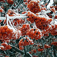 Buy canvas prints of Berries of winter rowan in the snow. December 2018 by Vitaliy Borisov