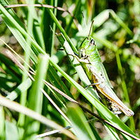 Buy canvas prints of Common Green Grasshopper by Mark Thompson