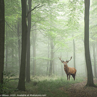 Buy canvas prints of Red deer stag in Lush green fairytale growth concept foggy forest landscape image by Matthew Gibson