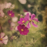 Buy canvas prints of Beautiful image of meadow of wild flowers in Summer with vintage retro effect filters applied by Matthew Gibson
