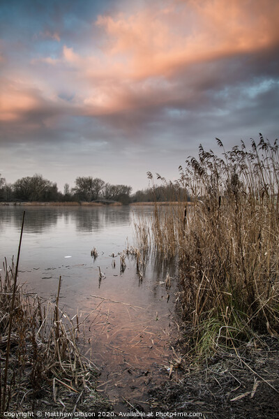 Stunning colorful Winter sunrise over reeds on lake in Cotswolds in England Print by Matthew Gibson