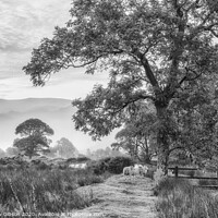 Buy canvas prints of Beautiful foggy misty black and white landscape Autumn sunrise over countryside surrounding Crummock Water in Lake District in England by Matthew Gibson