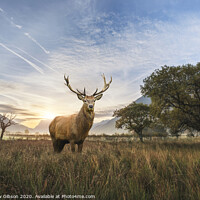 Buy canvas prints of Powerful red deer stag in countryside landscape scene looking out into distance contemplation concept image by Matthew Gibson