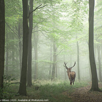 Buy canvas prints of Beautiful image of red deer stag in foggy Autumn colorful forest landscape image by Matthew Gibson