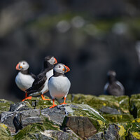 Buy canvas prints of Colorful Atlantic Puffin or Comon Puffin Fratercula Arctica in Northumberland England on bright Spring day by Matthew Gibson