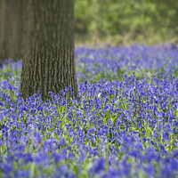Buy canvas prints of Stunning landscape image of bluebell forest in Spring by Matthew Gibson