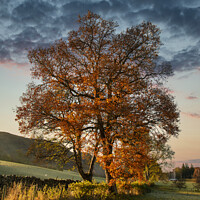 Buy canvas prints of Stunning vibrant Autumn Fall landscape of countryside in Lake District with lovely golden light on trees and hills by Matthew Gibson